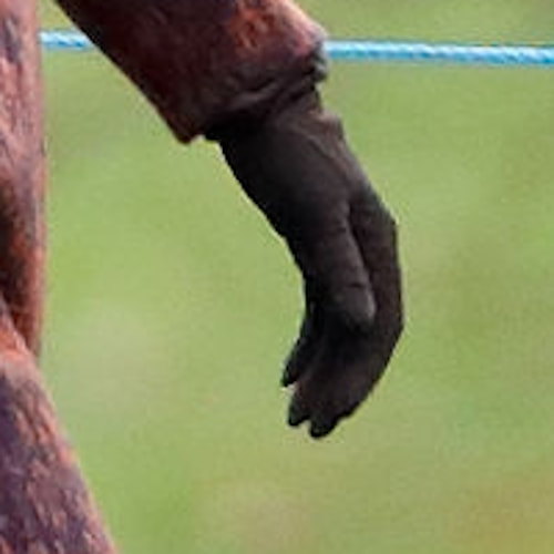 Kate wears chocolate brown Cornelia James 'Imogen' gloves